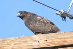 Buteo jamaicensis calurus