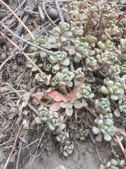 Sedum oreganum