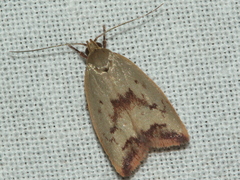 Ageletha elaeodes