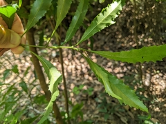 Helicia cochinchinensis