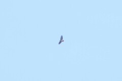 Buteo jamaicensis calurus