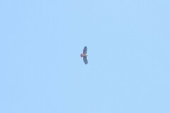 Buteo jamaicensis calurus