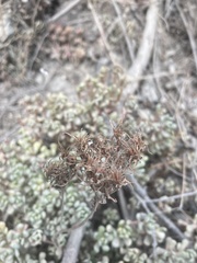 Sedum oreganum