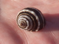 Nucella emarginata