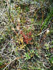Drosera linearis