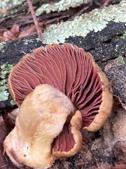 Dermocybe