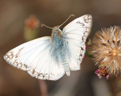 Heliopetes ericetorum