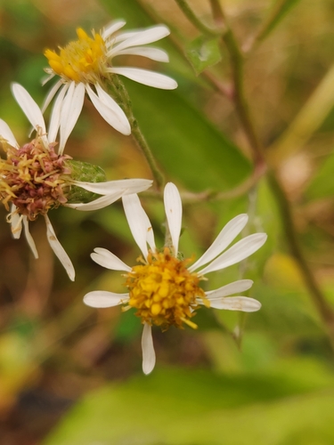Rough-leaved Aster seedling