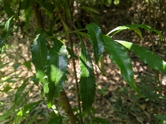 Helicia cochinchinensis