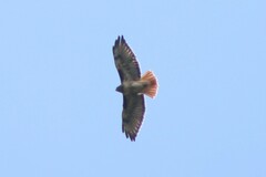 Buteo jamaicensis calurus