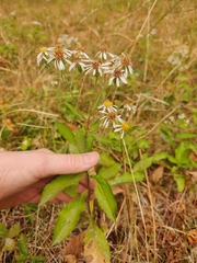 Eurybia radulina