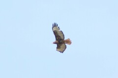 Buteo jamaicensis calurus