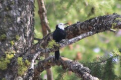 Dryobates albolarvatus