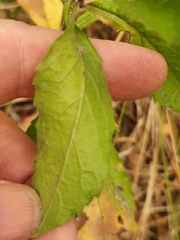 Eurybia radulina