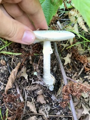 Amanita bisporigera