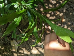 Helicia cochinchinensis