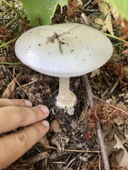 Amanita bisporigera