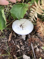 Amanita bisporigera