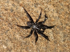 Antrodiaetus pacificus