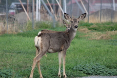 Odocoileus hemionus hemionus