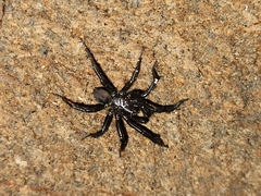 Antrodiaetus pacificus