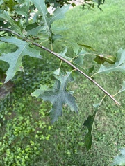 Quercus palustris