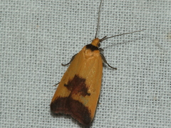 Ageletha hemiteles