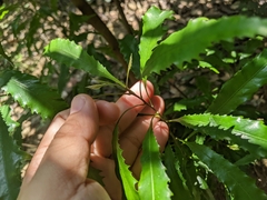 Helicia cochinchinensis