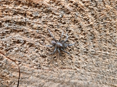 Antrodiaetus pacificus