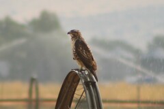 Buteo jamaicensis calurus