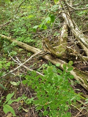 Thalictrum pubescens