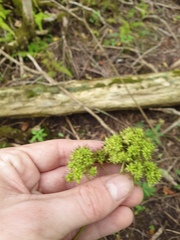 Thalictrum pubescens