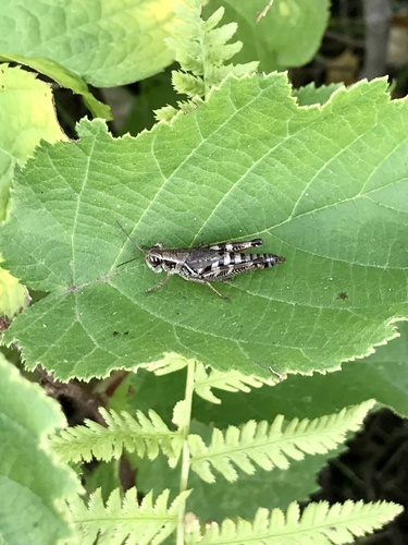 Dawson's Spur-throat Grasshopper photo 6
