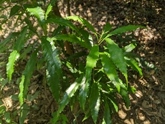 Helicia cochinchinensis