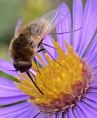 Sparnopolius confusus