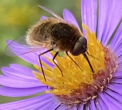 Sparnopolius confusus