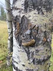 Phellinus tremulae