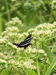 Rhetus arcius