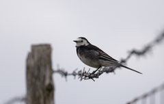 Motacilla alba yarrellii