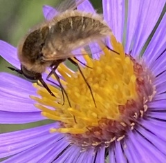 Sparnopolius confusus