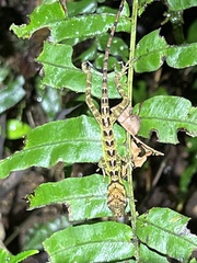 Anolis aequatorialis