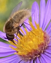 Sparnopolius confusus