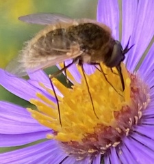 Sparnopolius confusus