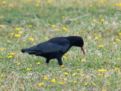 Pyrrhocorax pyrrhocorax