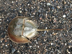 Tachypleus tridentatus