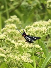 Rhetus arcius