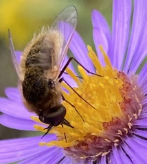 Sparnopolius confusus