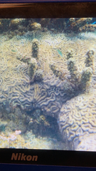 Lobophyllia