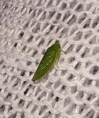 Rugosana querci