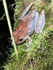 Pristimantis crenunguis